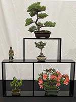 Shohin Display